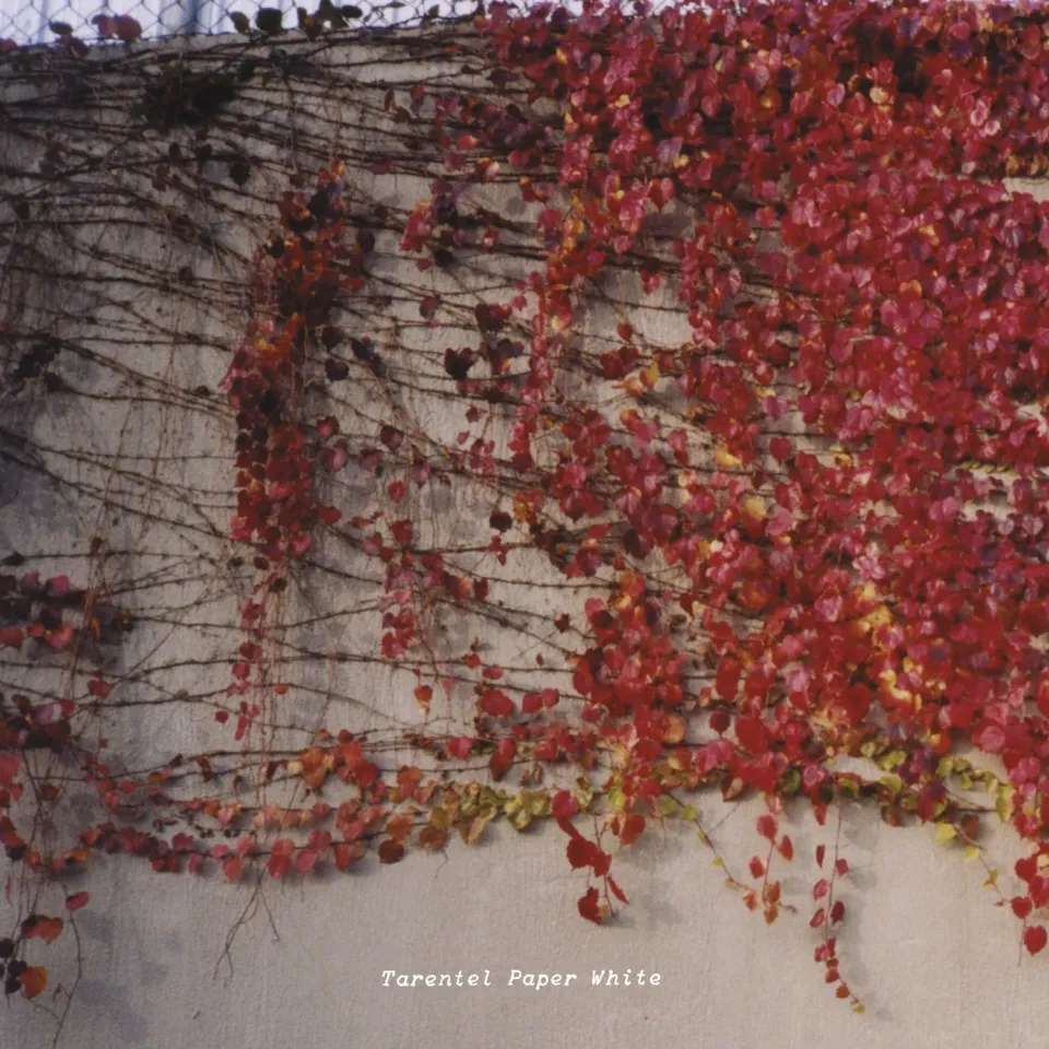 Temporary Residence Tarentel Paper White CD EP 4 titres ambient
